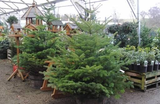 Christmas tree on garden centre by bird boxes